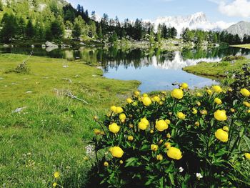 Yellow flowers aosta valley