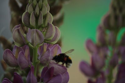 Close-up of flower buds