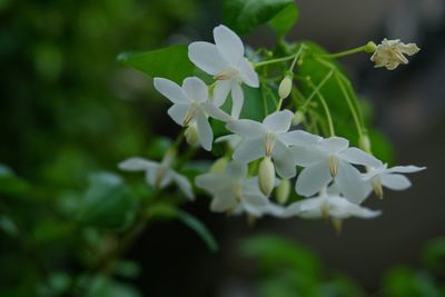 Close-up of white flowers