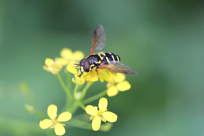 Honey bee pollinating flowers