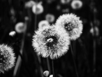 Close-up of dandelion against blurred background