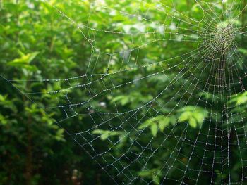 Close-up of spider on web