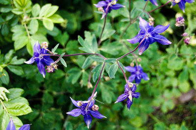 Close-up of purple flowering plants