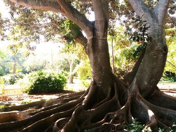 Trees growing in sunlight