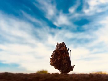 Close-up of butterfly against sky