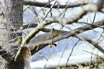 Low angle view of squirrel on tree