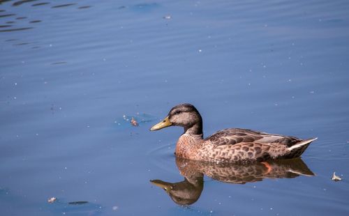 Duck swimming in lake