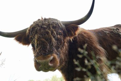 Low angle view of a highland cattle 