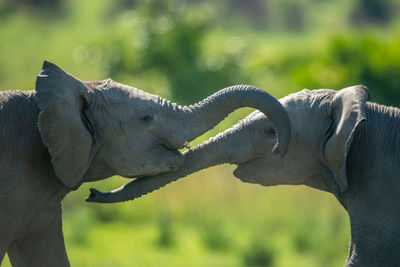 Close-up of two young elephants play fighting