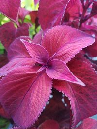 Close-up of pink flowering plant