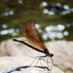 Close-up of dragonfly on leaf