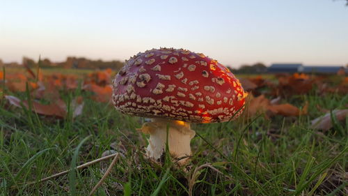 Close-up of mushroom on field