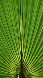 Full frame shot of palm leaf