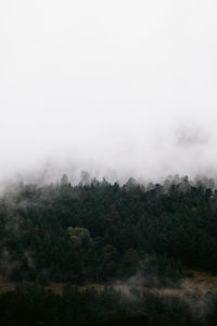 Trees in forest against sky