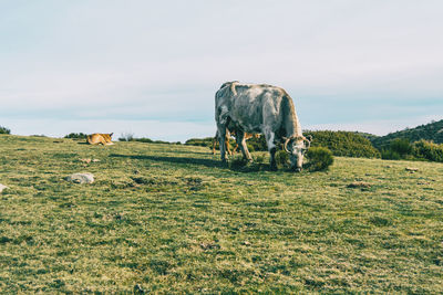 View of a horse grazing in field
