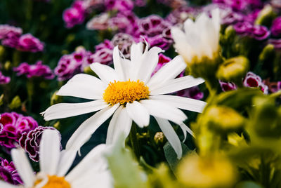 Close-up of white flowering plants