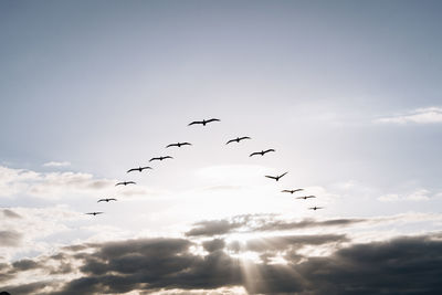 Low angle view of birds flying in sky