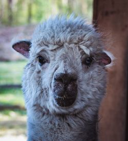 Close-up portrait of a lama 