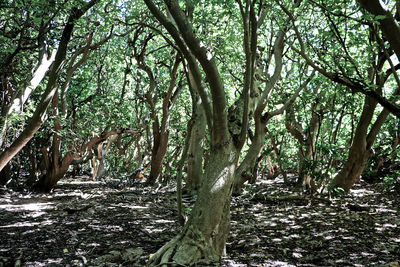 Trees in forest