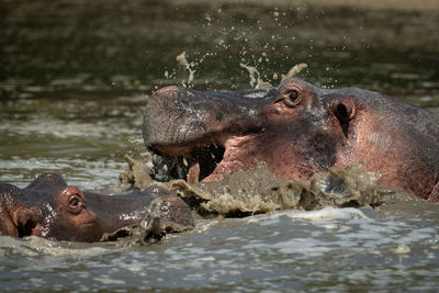Close-up of hippos splashing about in river