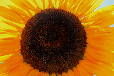 Close-up of sunflower