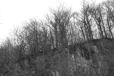 Bare trees in forest against sky