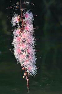 Close-up of flower hanging in water