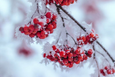 Close-up of frozen plant