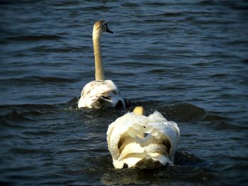 View of birds in water
