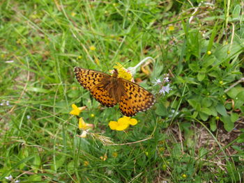 High angle view of butterfly pollinating on flower