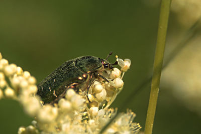 Close-up of insect on flower