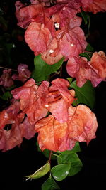 Close-up of raindrops on pink flowering plant during rainy season