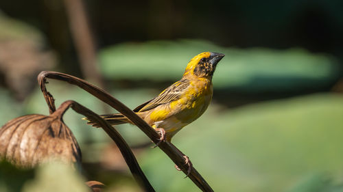 Close-up of bird perching on branch