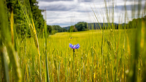 Close-up of purple flowering plant on field