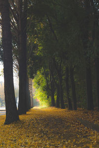 Trees in sunlight