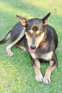 Portrait of dog lying on grass