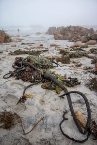 Ocean plants washed ashore