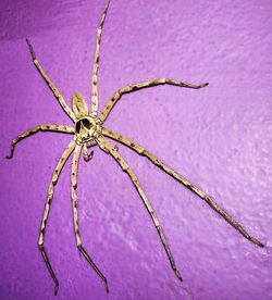 Close-up of spider on web