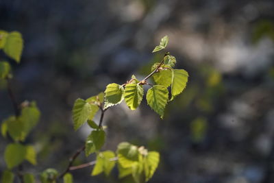 Close-up of green leaves on plant