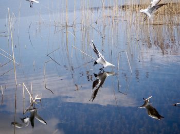 Birds flying over lake