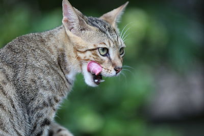 Close-up of a cat looking away