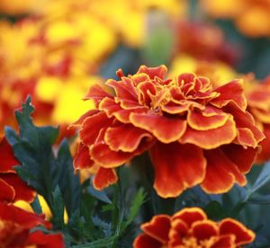 Close-up of orange marigold blooming outdoors