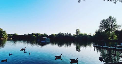 Ducks swimming in lake against clear sky