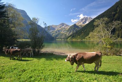 Cows in a field