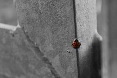 Close-up of ladybug on leaf