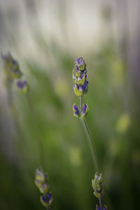 Close-up of purple flowering plant