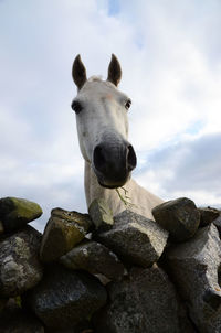 Low angle view of horse by stones stack against sky