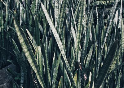 Full frame shot of succulent plants