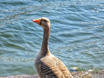 Close-up of a bird