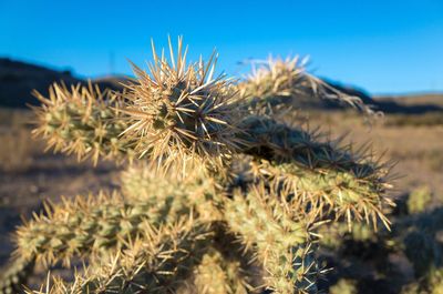 Close-up of plants against sky